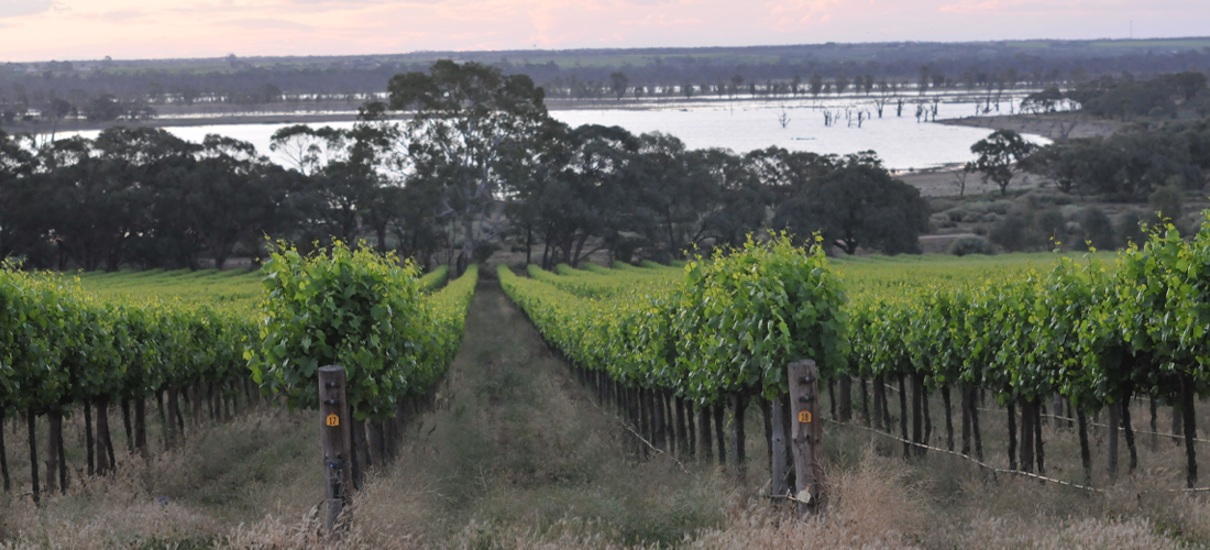 Growers Gate vineyard 
